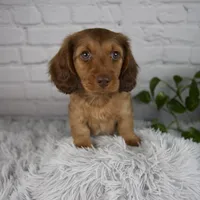 Cami, a female Miniature Dachshund for sale in Fresno, OH – 2 of 6