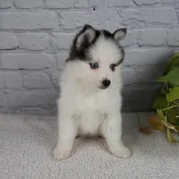 Niles, a male Pomsky for sale in Fresno, OH – Photo 4 of 5