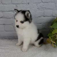 Niles, a male Pomsky for sale in Fresno, OH – Photo 3 of 5