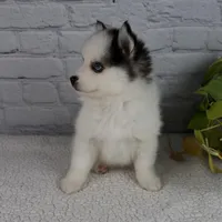 Niles, a male Pomsky for sale in Fresno, OH – Photo 5 of 5