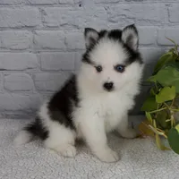 Niles, a male Pomsky for sale in Fresno, OH – Photo 2 of 5