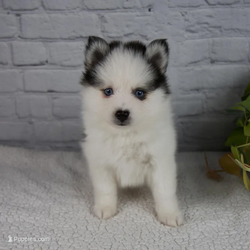Niles – Pomsky puppy for sale in Fresno, OH