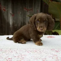Austin, a male Miniature Dachshund for sale in Fresno, OH – 2 of 6