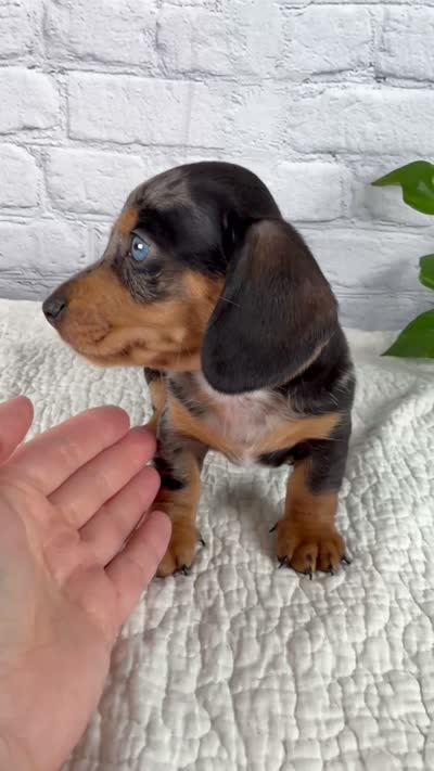 Hunter, a male Miniature Dachshund for sale in Fresno, OH – 8 of 8