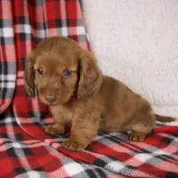Elvis, a male Miniature Dachshund for sale in Fresno, OH – 3 of 8