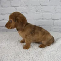 Brodie, a male Miniature Dachshund for sale in Fresno, OH – Photo 7 of 10