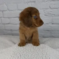 Brodie, a male Miniature Dachshund for sale in Fresno, OH – Photo 4 of 10