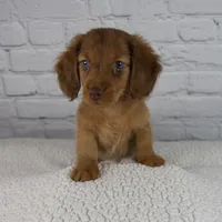 Brodie, a male Miniature Dachshund for sale in Fresno, OH – Photo 10 of 10