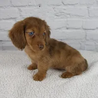 Brodie, a male Miniature Dachshund for sale in Fresno, OH – Photo 3 of 10