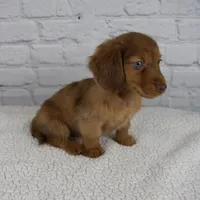 Brodie, a male Miniature Dachshund for sale in Fresno, OH – Photo 2 of 10