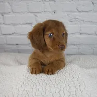 Brodie, a male Miniature Dachshund for sale in Fresno, OH – Photo 9 of 10