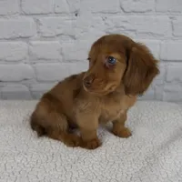 Brodie, a male Miniature Dachshund for sale in Fresno, OH – Photo 6 of 10