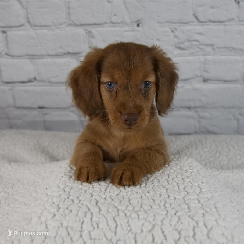 Brodie – Miniature Dachshund puppy for sale in Fresno, OH