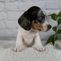 Hazel, a female Miniature Dachshund for sale in Fresno, OH – 4 of 9
