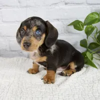 Hunter, a male Miniature Dachshund for sale in Fresno, OH – 3 of 8
