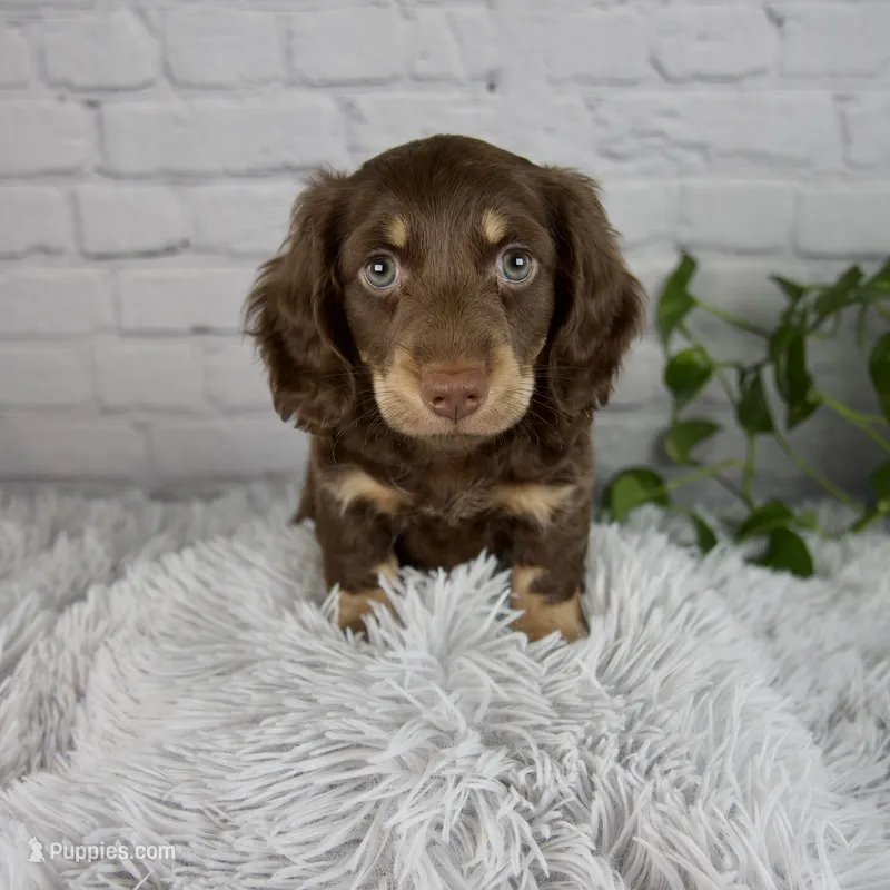 Cleo – Miniature Dachshund puppy for sale in Fresno, OH