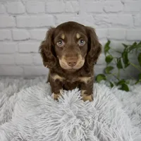 Cleo, a male Miniature Dachshund for sale in Fresno, OH – 1 of 7