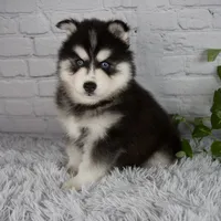 Tucker, a male Pomsky for sale in Fresno, OH – 6 of 6