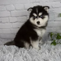 Tucker, a male Pomsky for sale in Fresno, OH – 4 of 6