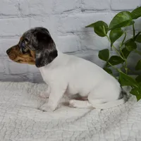 Hazel, a female Miniature Dachshund for sale in Fresno, OH – 8 of 9