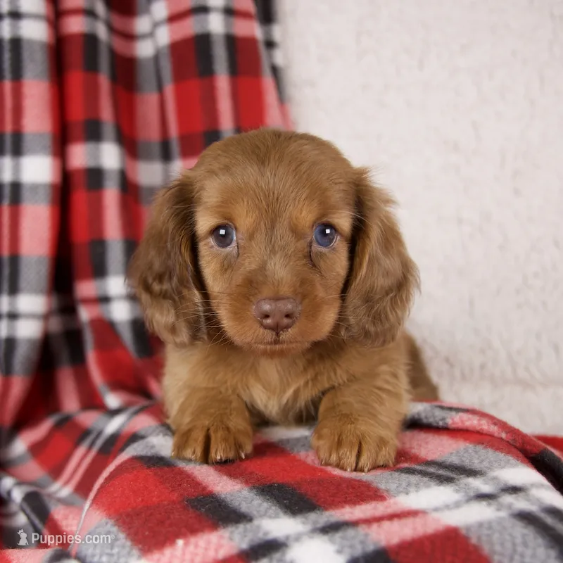 Elvis – Miniature Dachshund puppy for sale in Fresno, OH