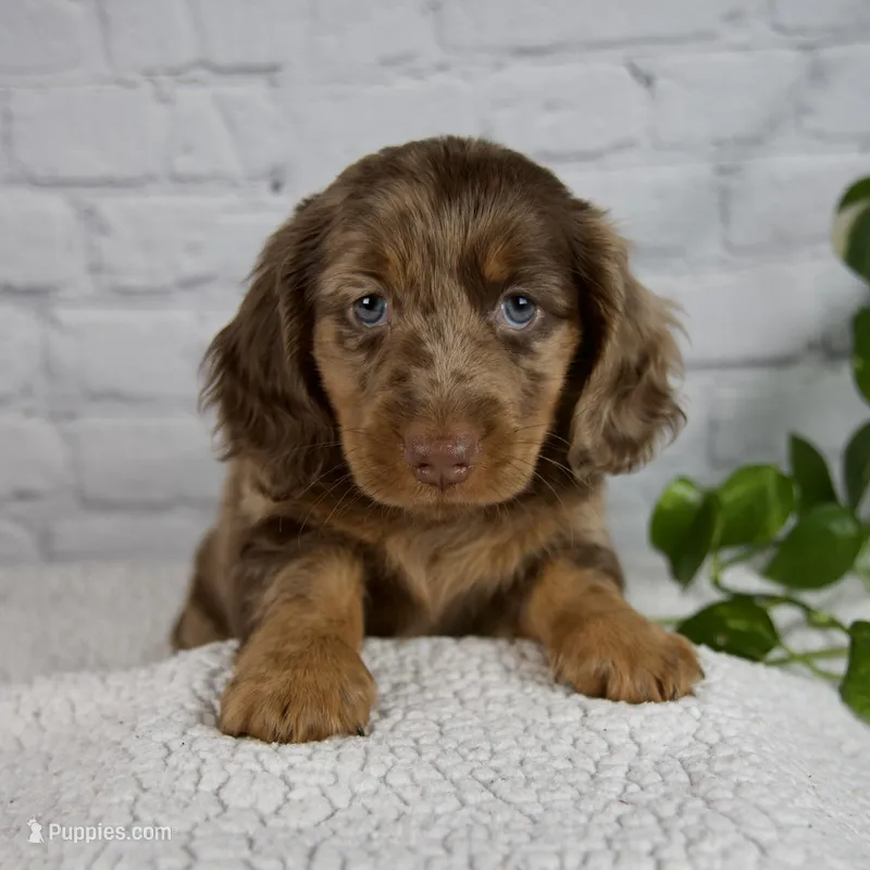 Archer – Miniature Dachshund puppy for sale in Fresno, OH