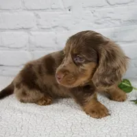 Archer, a male Miniature Dachshund for sale in Fresno, OH – Photo 5 of 8