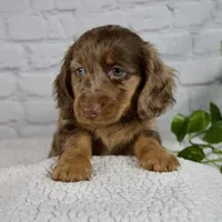 Archer, a male Miniature Dachshund for sale in Fresno, OH – Photo 8 of 8