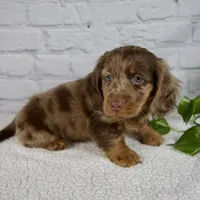 Archer, a male Miniature Dachshund for sale in Fresno, OH – Photo 3 of 8