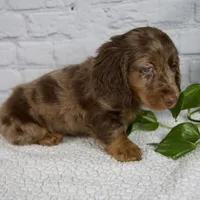 Archer, a male Miniature Dachshund for sale in Fresno, OH – Photo 6 of 8