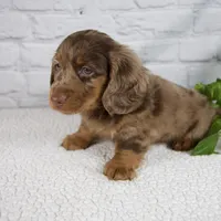 Archer, a male Miniature Dachshund for sale in Fresno, OH – Photo 2 of 8