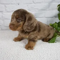 Archer, a male Miniature Dachshund for sale in Fresno, OH – Photo 4 of 8