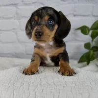 Hunter, a male Miniature Dachshund for sale in Fresno, OH – 4 of 8