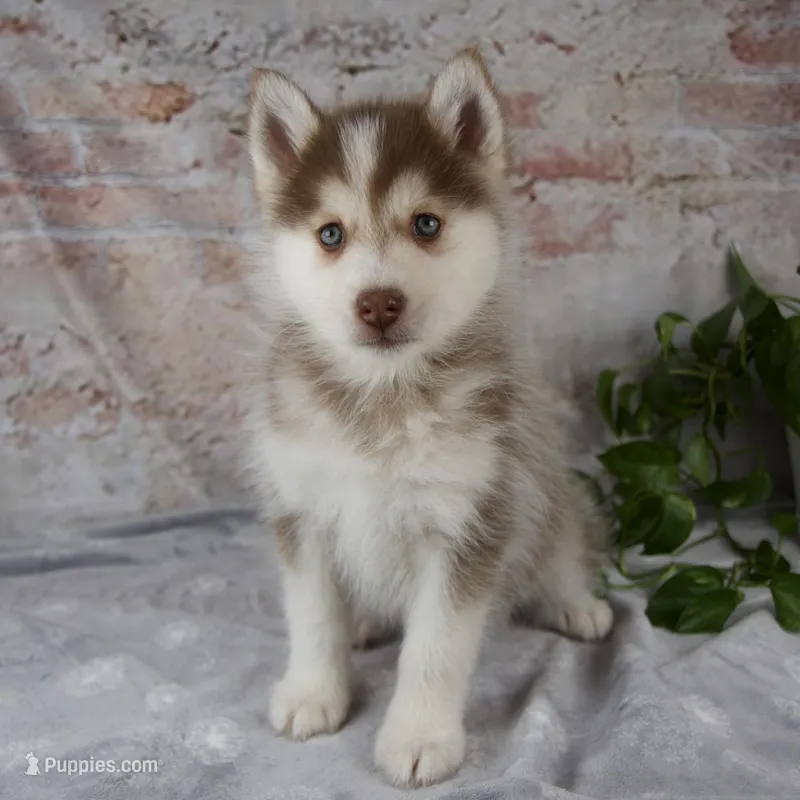 Genna – Pomsky puppy for sale in Fresno, OH