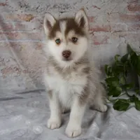 Genna, a female Pomsky for sale in Fresno, OH – Photo 1 of 7