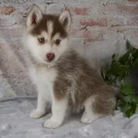 Genna, a female Pomsky for sale in Fresno, OH – Photo 5 of 7
