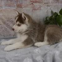 Genna, a female Pomsky for sale in Fresno, OH – Photo 4 of 7