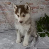 Genna, a female Pomsky for sale in Fresno, OH – Photo 7 of 7