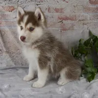 Genna, a female Pomsky for sale in Fresno, OH – Photo 2 of 7