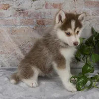 Genna, a female Pomsky for sale in Fresno, OH – Photo 3 of 7