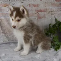 Genna, a female Pomsky for sale in Fresno, OH – Photo 6 of 7