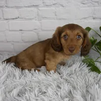 Cami, a female Miniature Dachshund for sale in Fresno, OH – 5 of 6