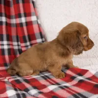 Elvis, a male Miniature Dachshund for sale in Fresno, OH – 5 of 8