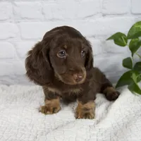 Forest, a male Miniature Dachshund for sale in Fresno, OH – 7 of 8