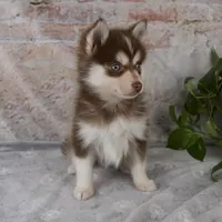 Grant, a male Pomsky for sale in Fresno, OH – Photo 7 of 8