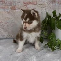 Grant, a male Pomsky for sale in Fresno, OH – Photo 4 of 8
