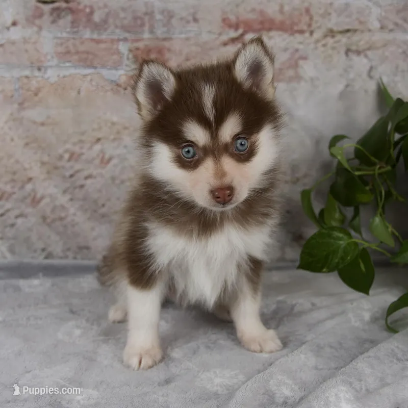Grant – Pomsky puppy for sale in Fresno, OH