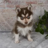Grant, a male Pomsky for sale in Fresno, OH – Photo 1 of 8