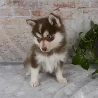 Grant, a male Pomsky for sale in Fresno, OH – Photo 8 of 8