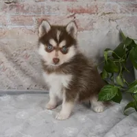Grant, a male Pomsky for sale in Fresno, OH – Photo 2 of 8